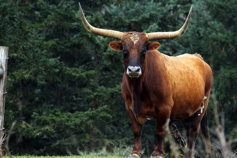 Longhorn cattle on rural farmland with Douglas fir forest — Douglas County, Southern Oregon