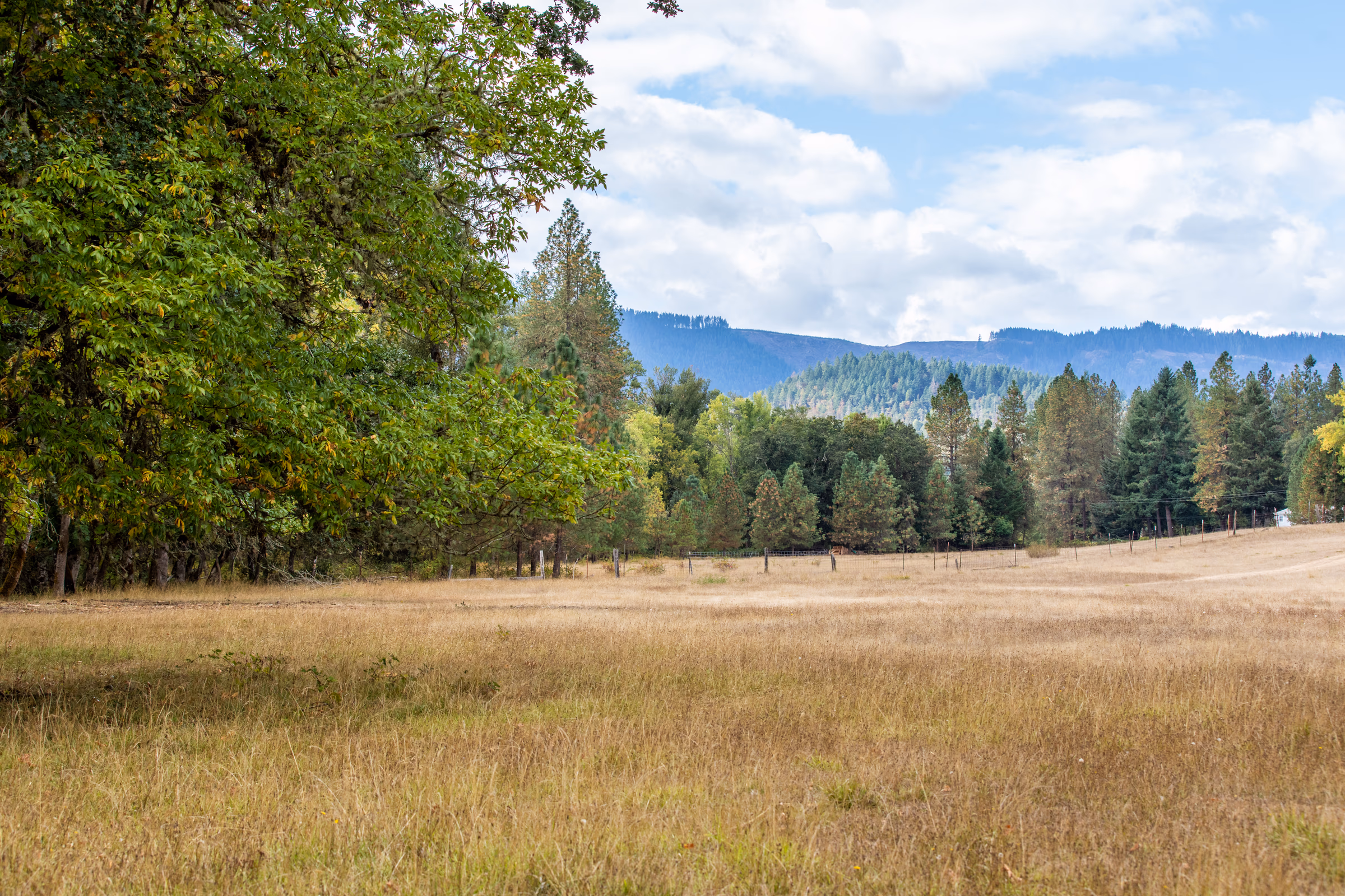 Historic rural barn in overgrown meadow with mountain backdrop near Oakland, Oregon — Douglas County agricultural heritage
