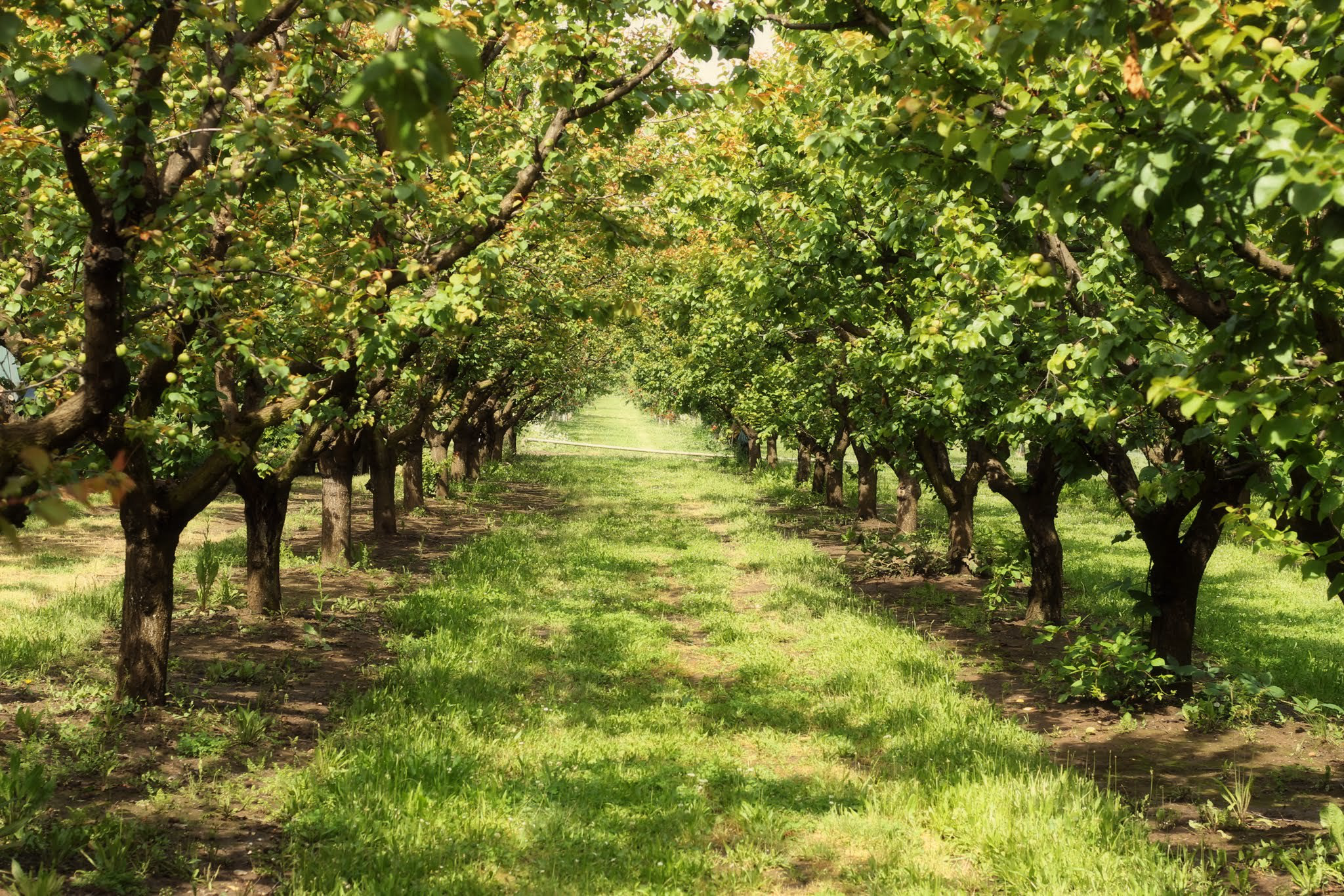 Umpqua Valley orchard rows of fruit trees in summer — Douglas County, Oregon agricultural land