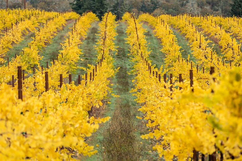 Umpqua Valley vineyard in autumn — Douglas County wine country, Southern Oregon real estate